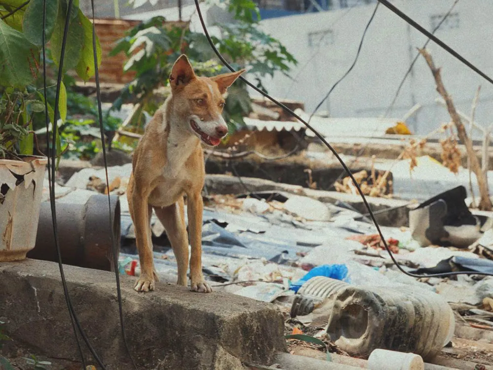 Dog | India Photoshoot